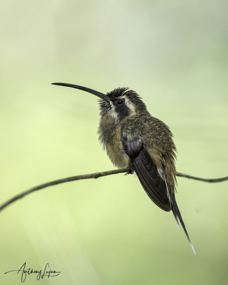 Black-throated Hermit - ML604291221