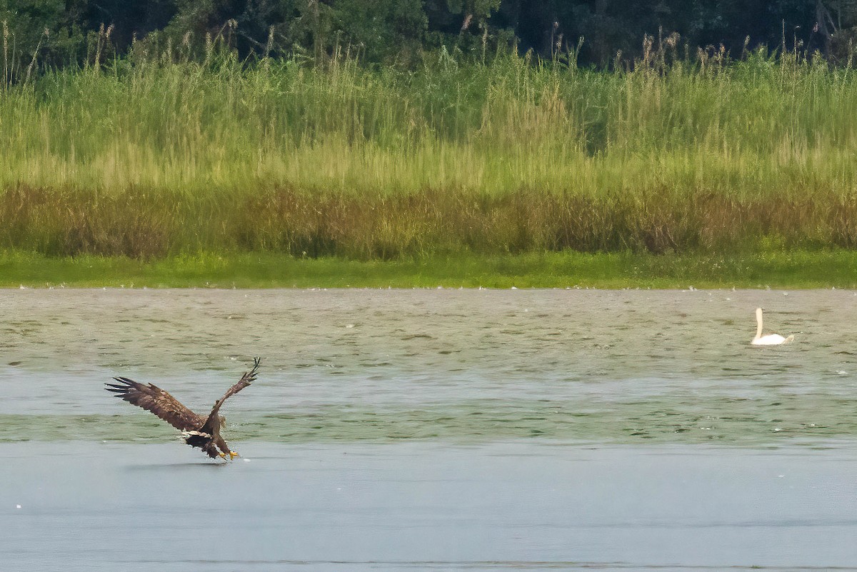 White-tailed Eagle - Michael Ortner