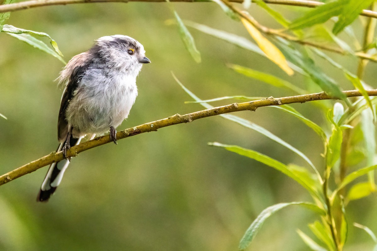 Long-tailed Tit - Michael Ortner