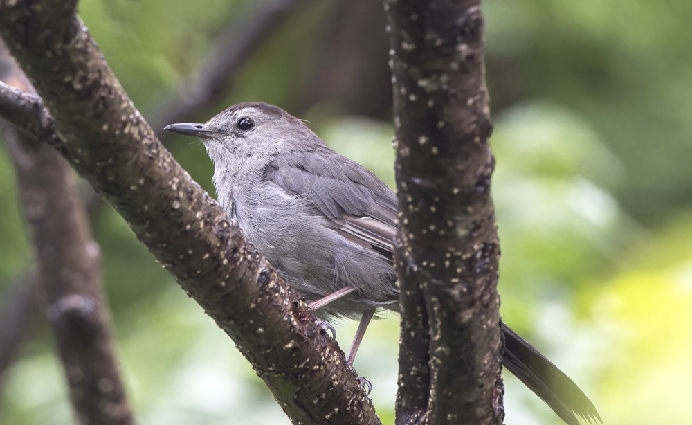 Gray Catbird - ML604291951