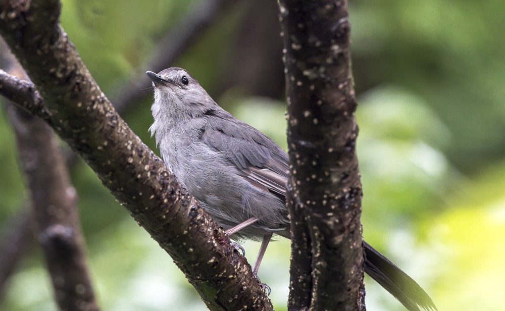 Gray Catbird - ML604292161