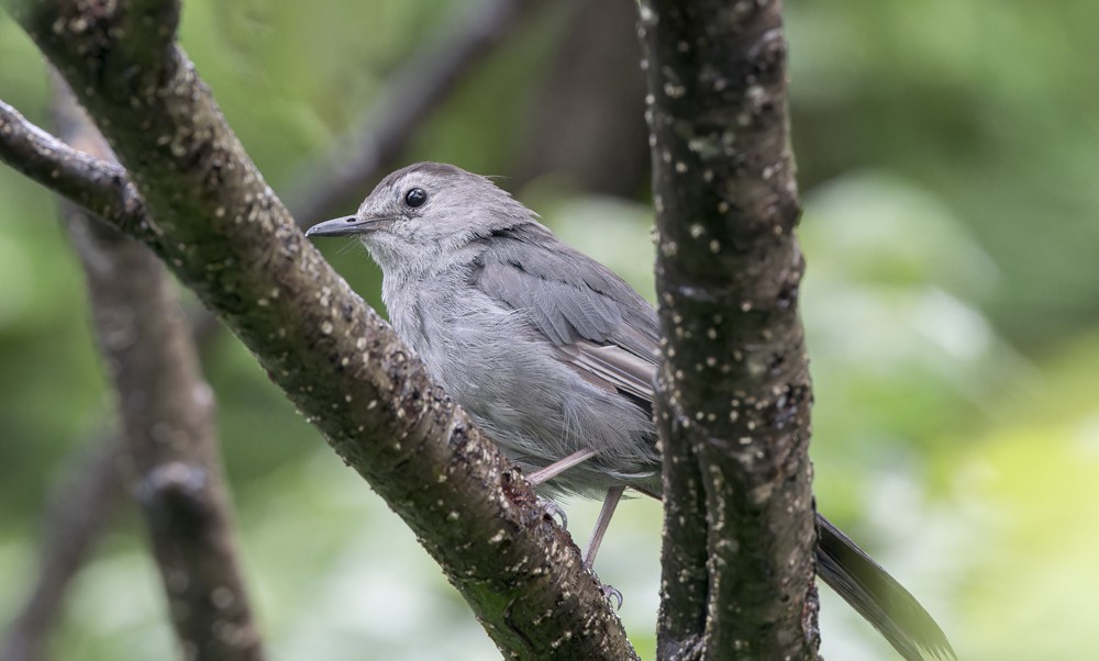 Gray Catbird - KEVIN ELSBY