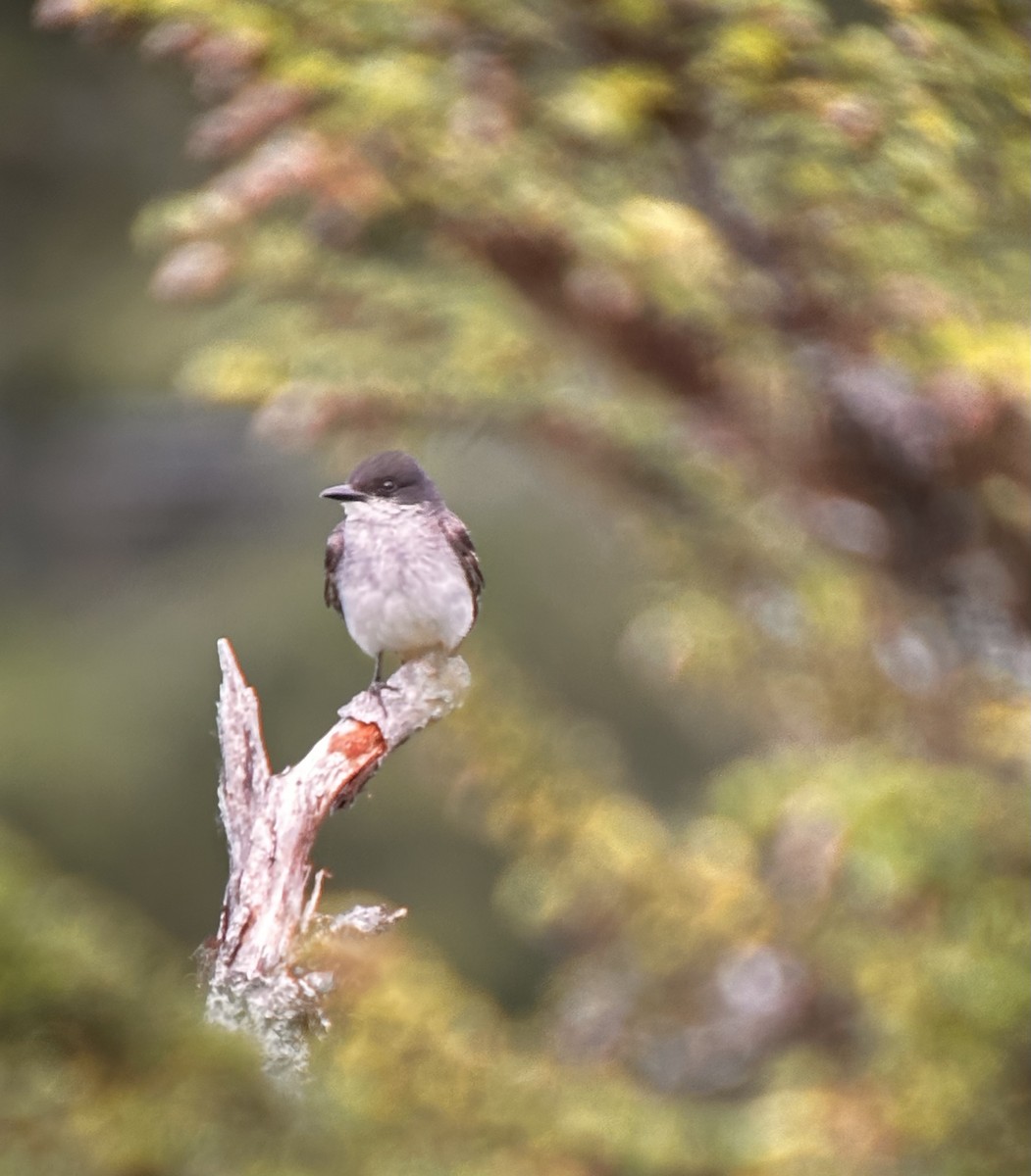 Eastern Kingbird - ML604292571