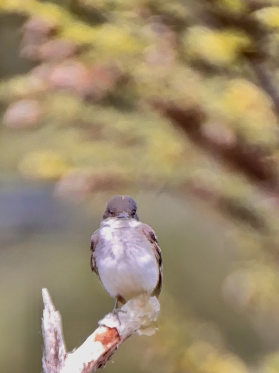 Eastern Kingbird - ML604292581