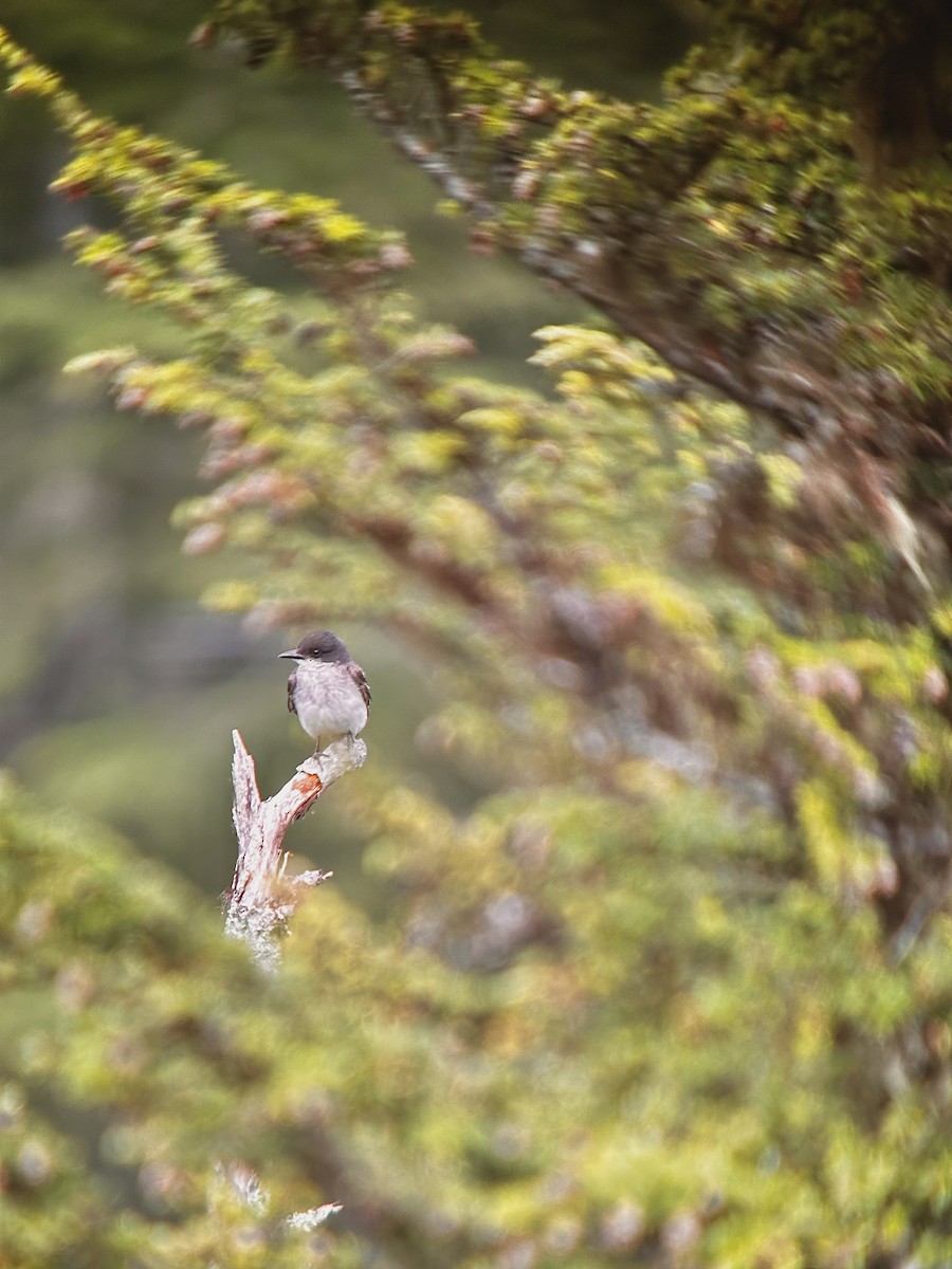 Eastern Kingbird - Detlef Buettner