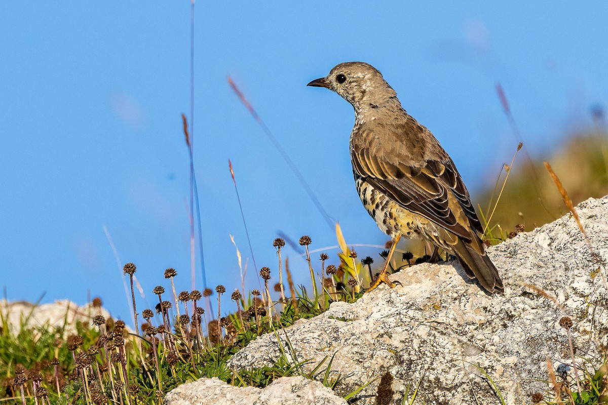 Mistle Thrush - ML604292691