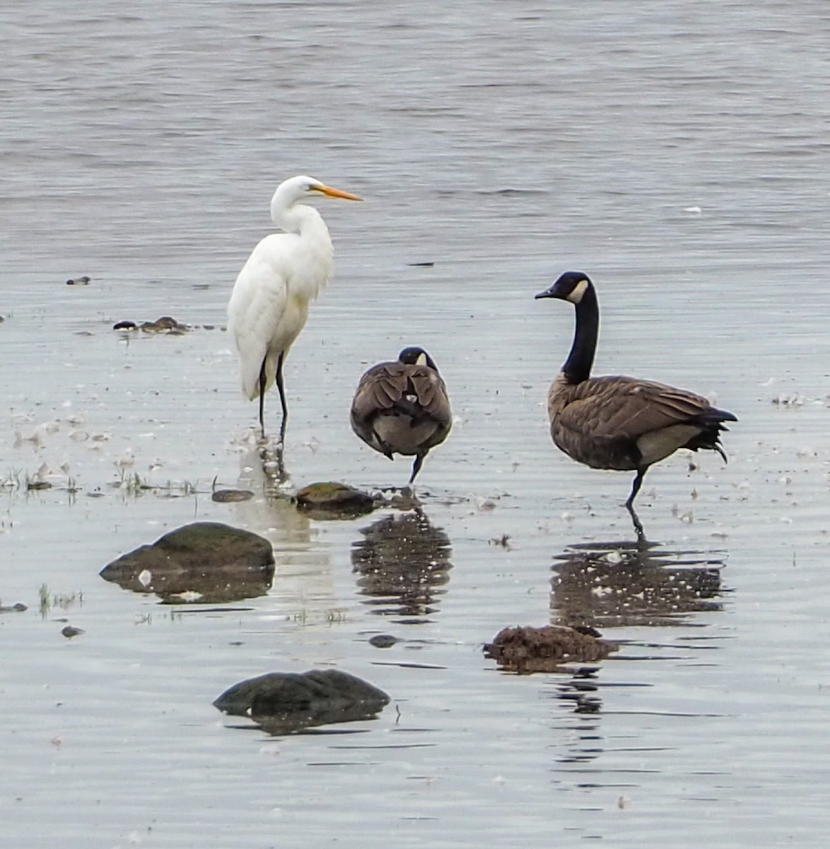 Great Egret - ML604293231