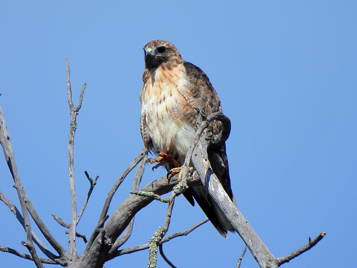 Red-tailed Hawk - ML604294091