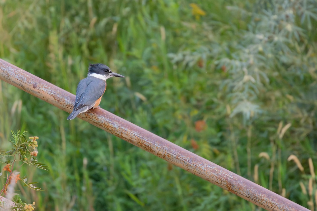 Belted Kingfisher - ML604294821
