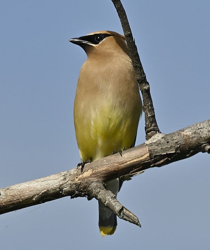 Cedar Waxwing - ML604295531