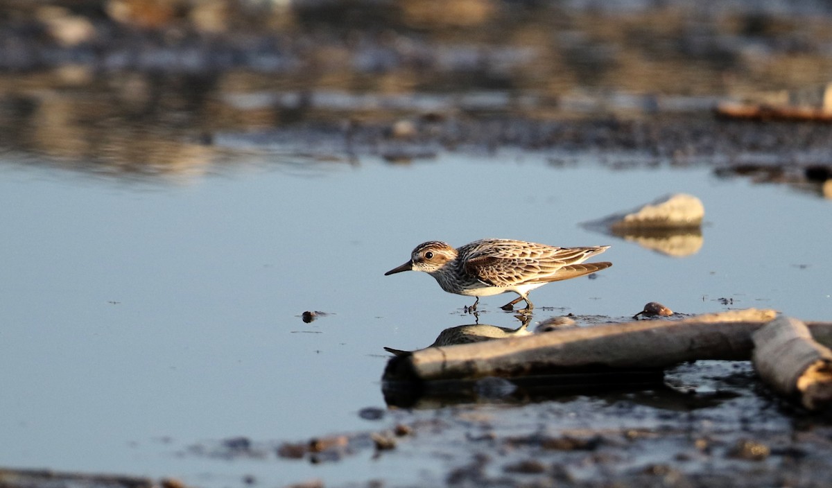 Semipalmated Sandpiper - ML60429571