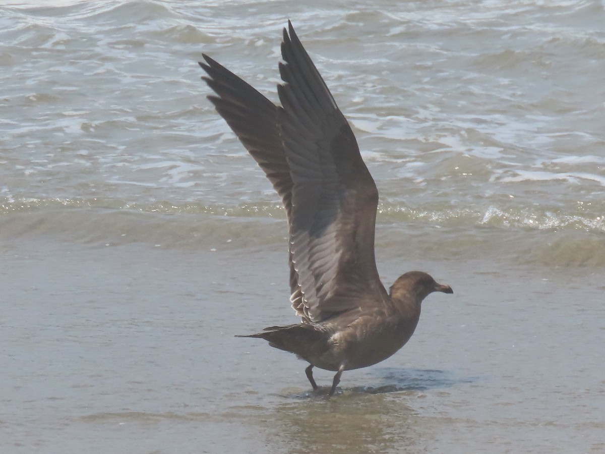 Gaviota Mexicana - ML604296041