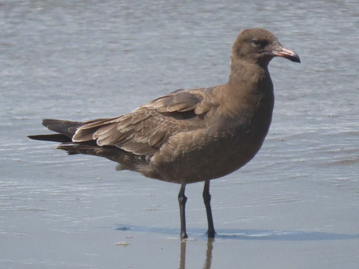 Heermann's Gull - ML604296051