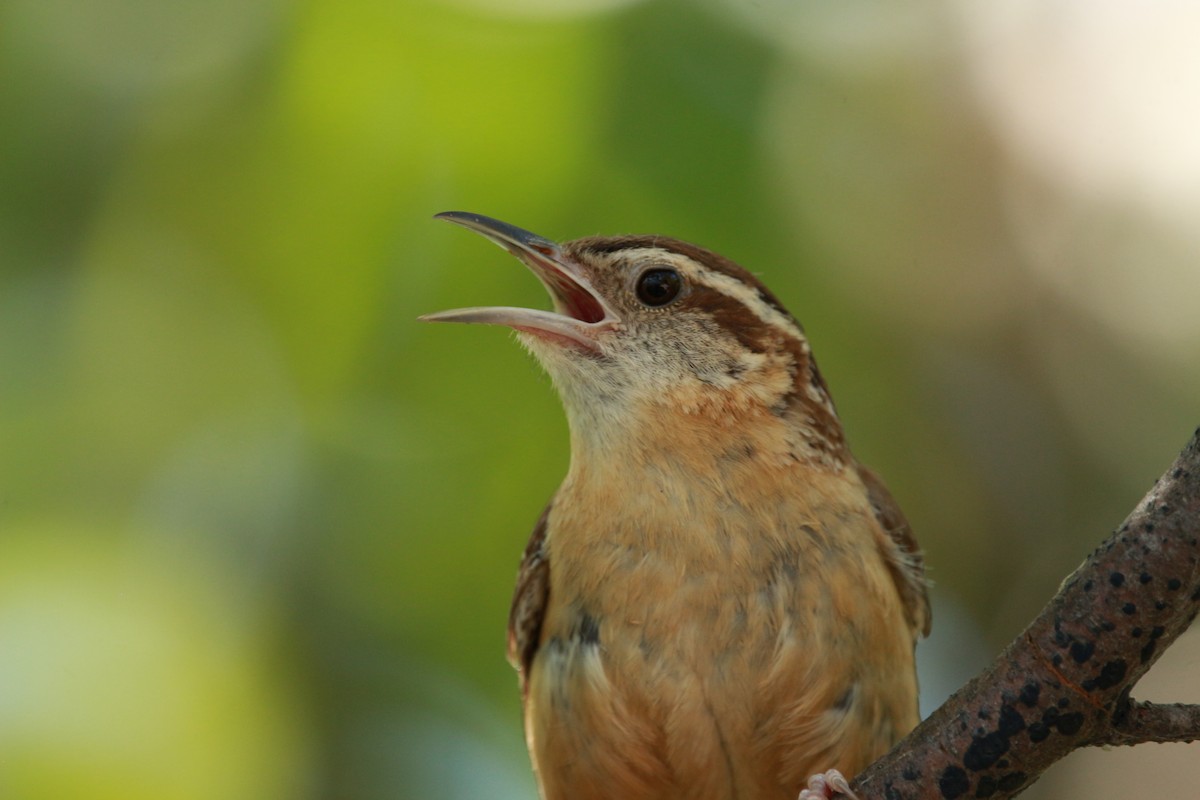 Carolina Wren - ML604296641