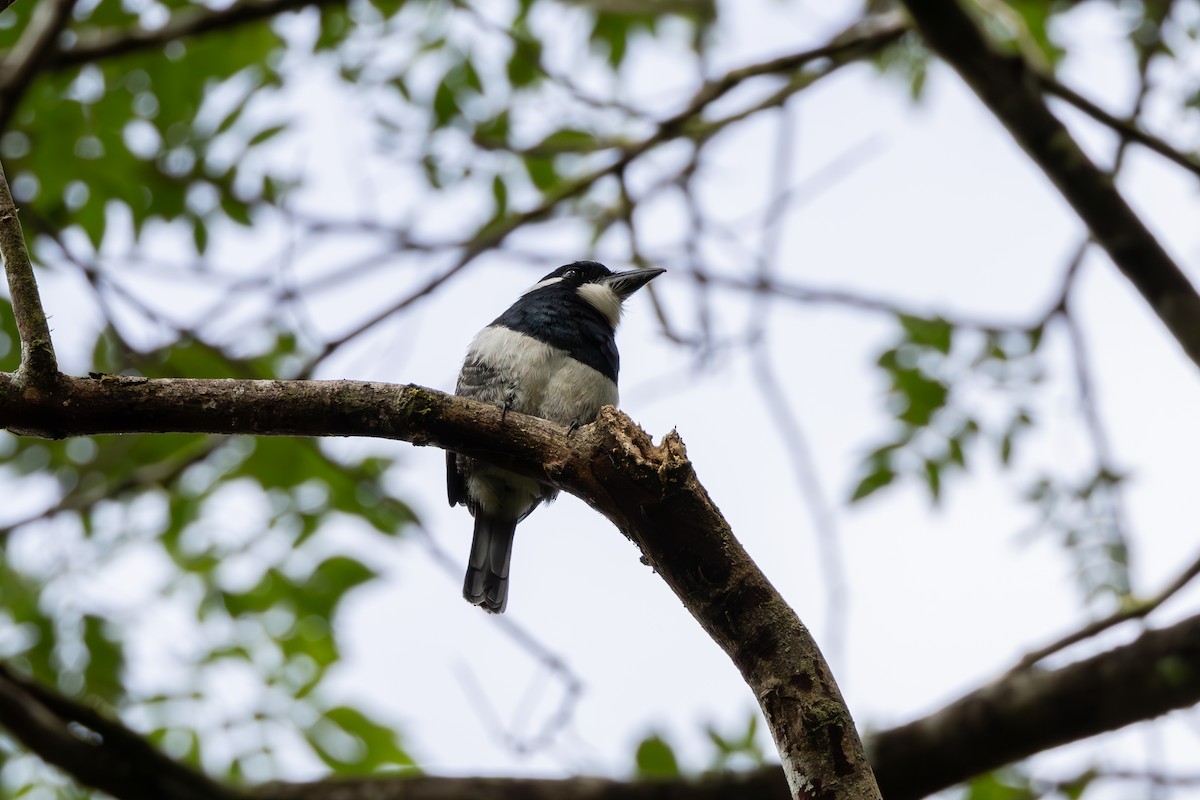 Black-breasted Puffbird - ML604296941