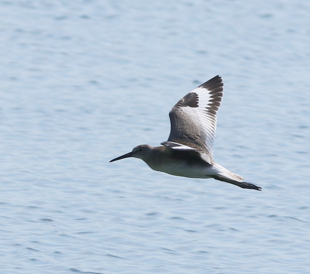 Willet - ML604297121