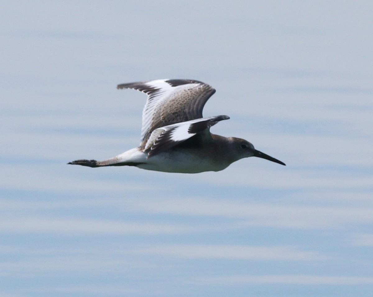 Willet - ML604297131