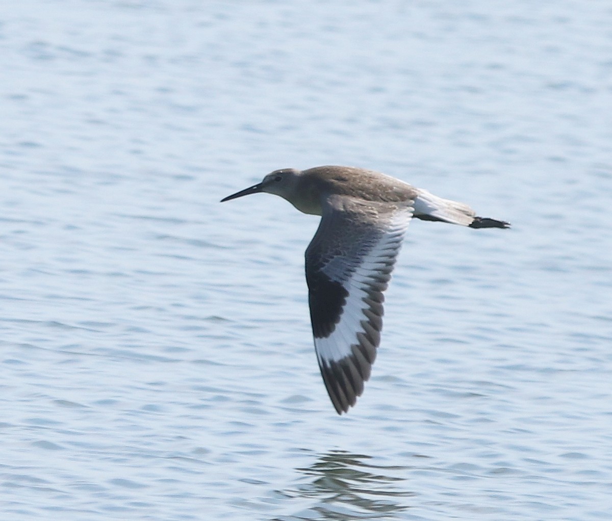 Willet - ML604297141