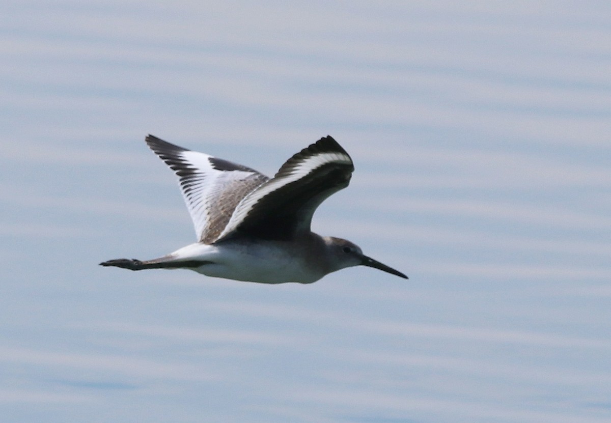 Willet - ML604297151