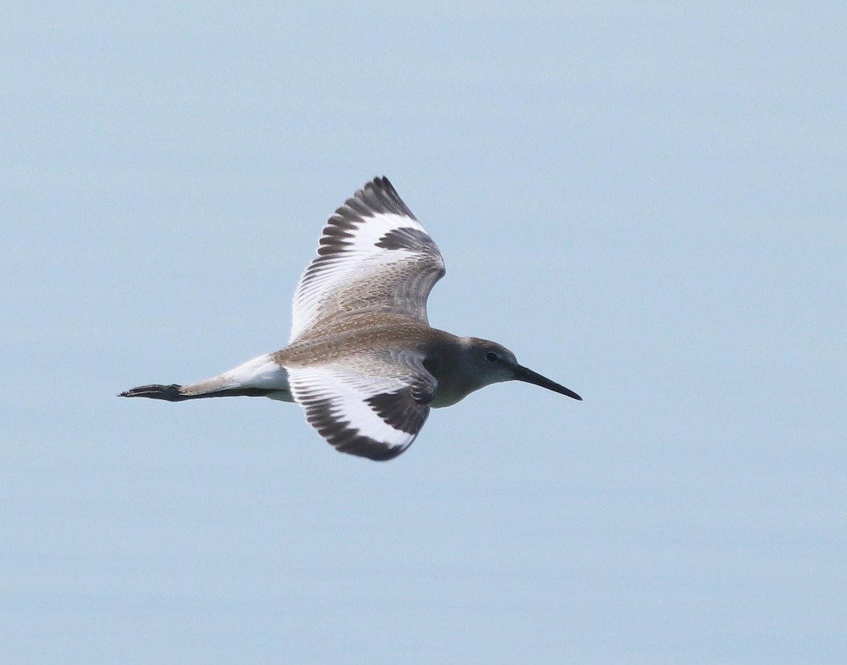 Willet - ML604297161