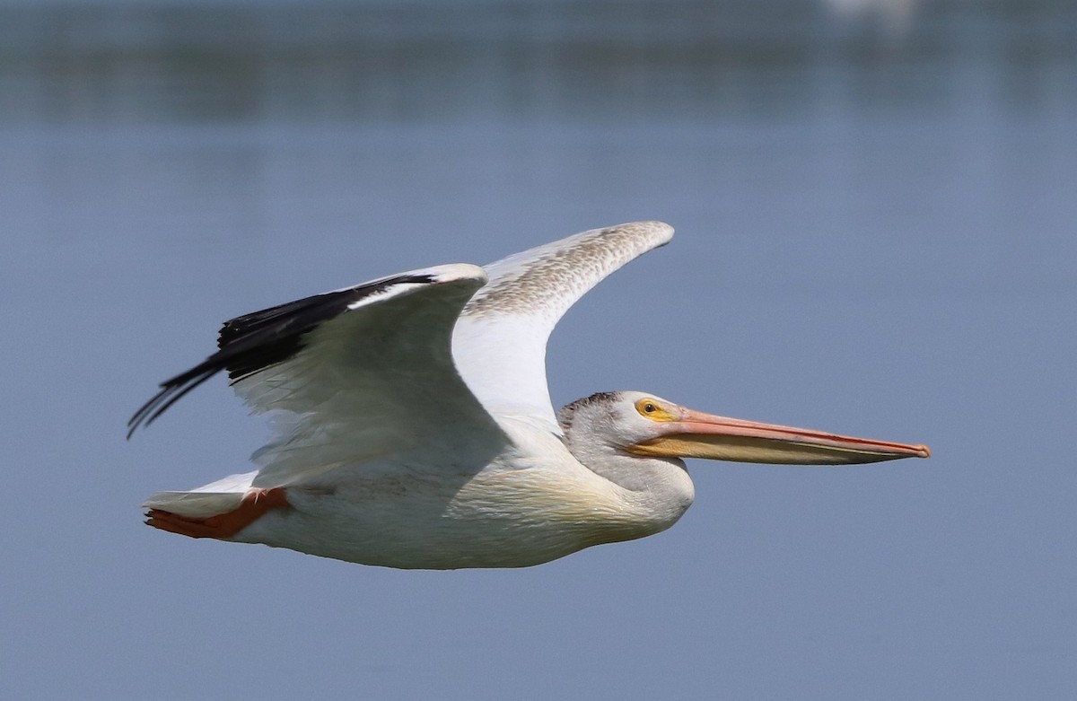 pelikán severoamerický - ML604297591