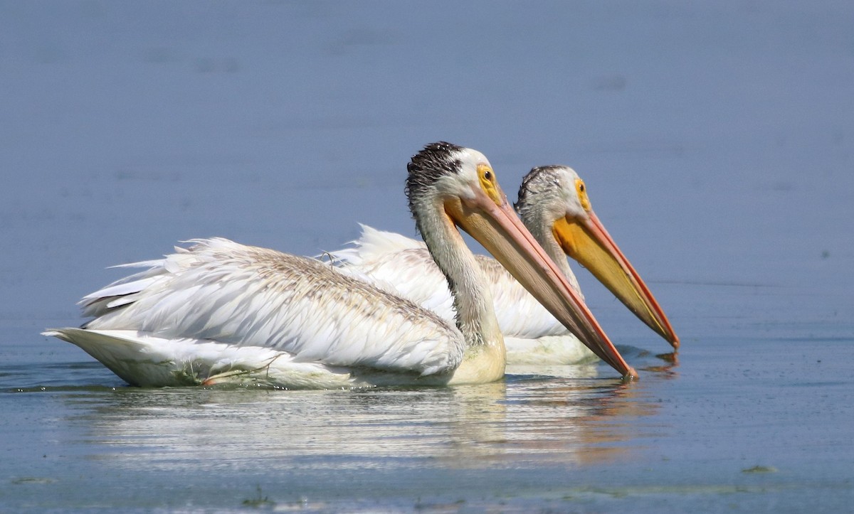 pelikán severoamerický - ML604297611