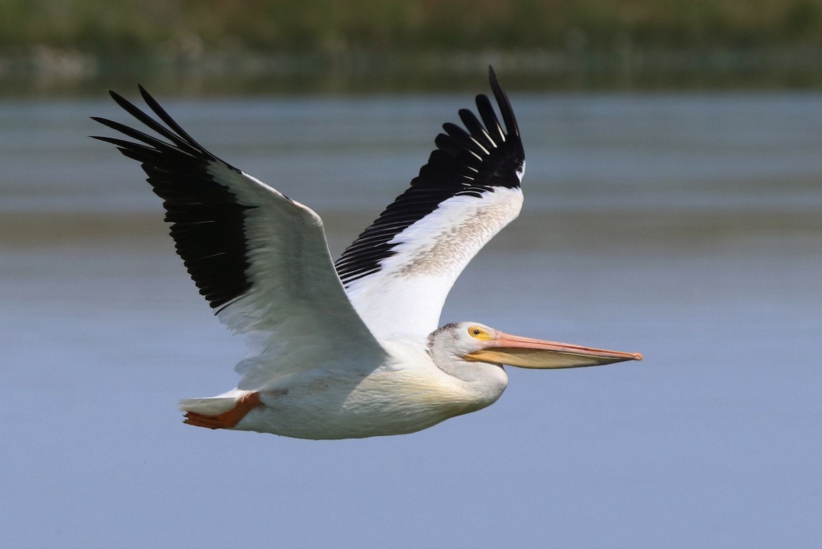 pelikán severoamerický - ML604297621