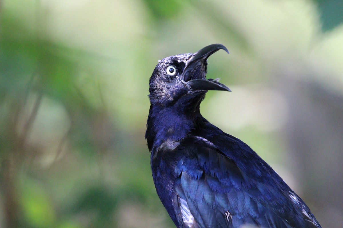 Great-tailed Grackle - ML604298131