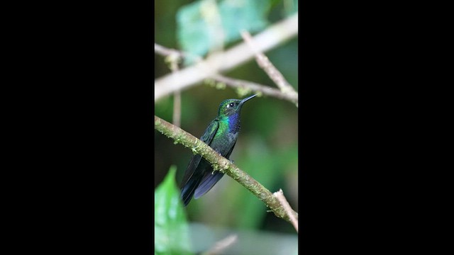 Napo Sabrewing - ML604298411