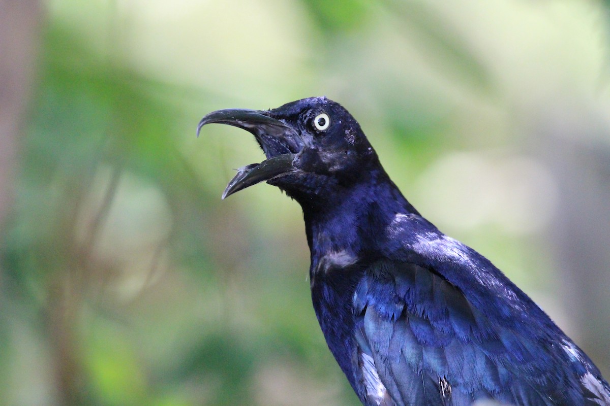 Great-tailed Grackle - ML604298471