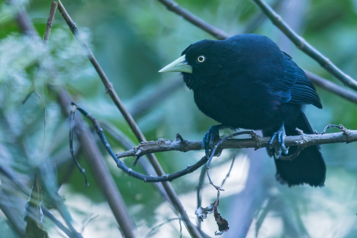 Yellow-billed Cacique - ML604298901