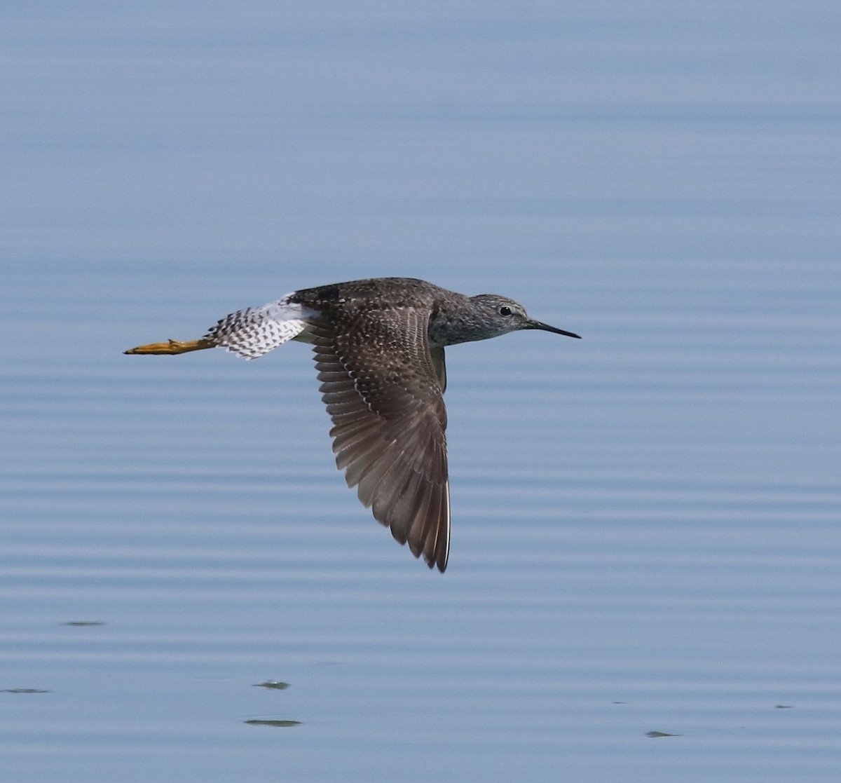 Lesser Yellowlegs - ML604299121