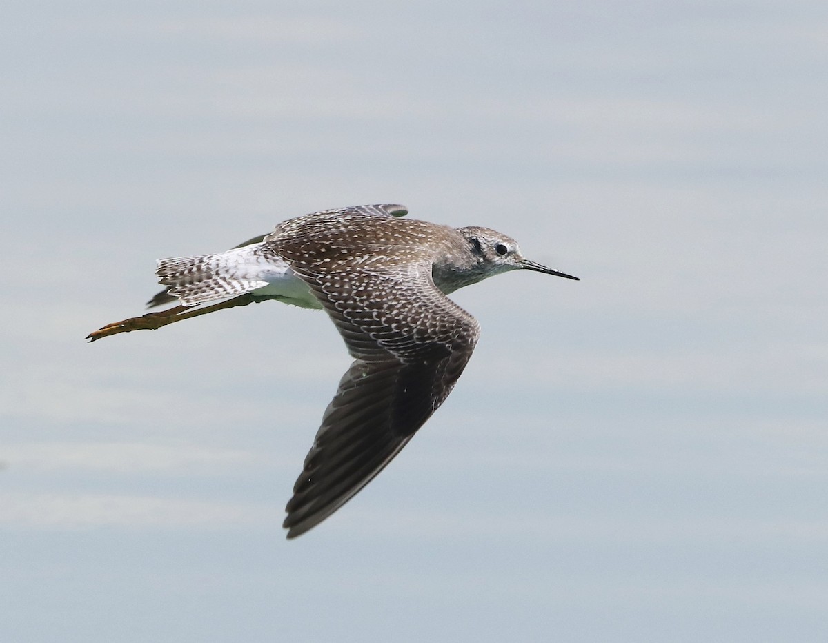 Lesser Yellowlegs - ML604299151