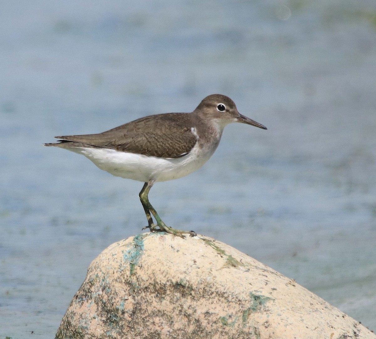 Spotted Sandpiper - ML604299191