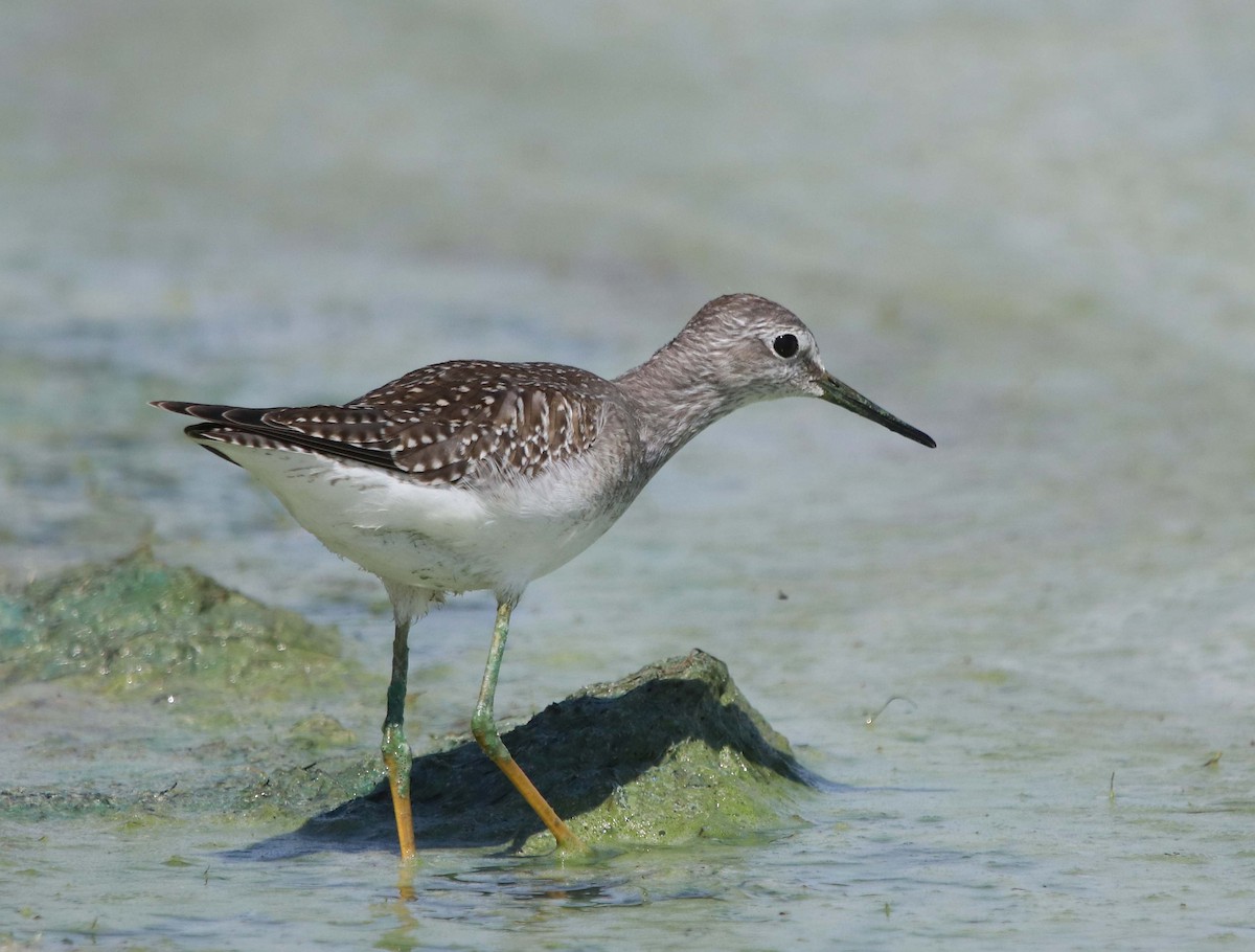 Lesser Yellowlegs - ML604299391