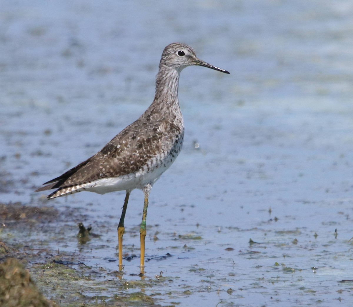 Lesser Yellowlegs - ML604299401