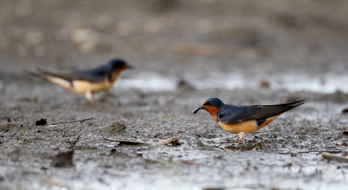 vlaštovka obecná (ssp. erythrogaster) - ML60430101