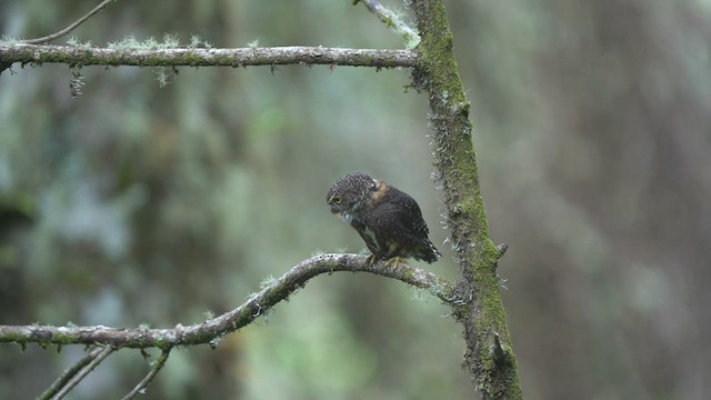 Chevêchette du Costa Rica - ML604301441