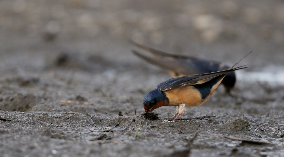 vlaštovka obecná (ssp. erythrogaster) - ML60430191