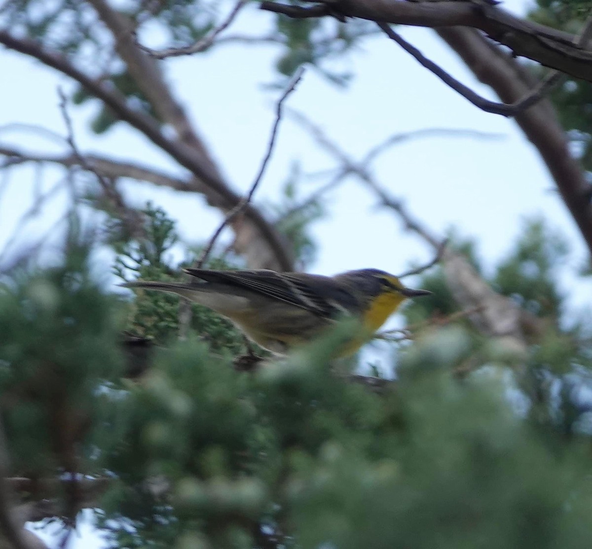 Grace's Warbler - ML604302031