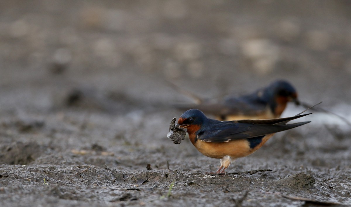 vlaštovka obecná (ssp. erythrogaster) - ML60430211