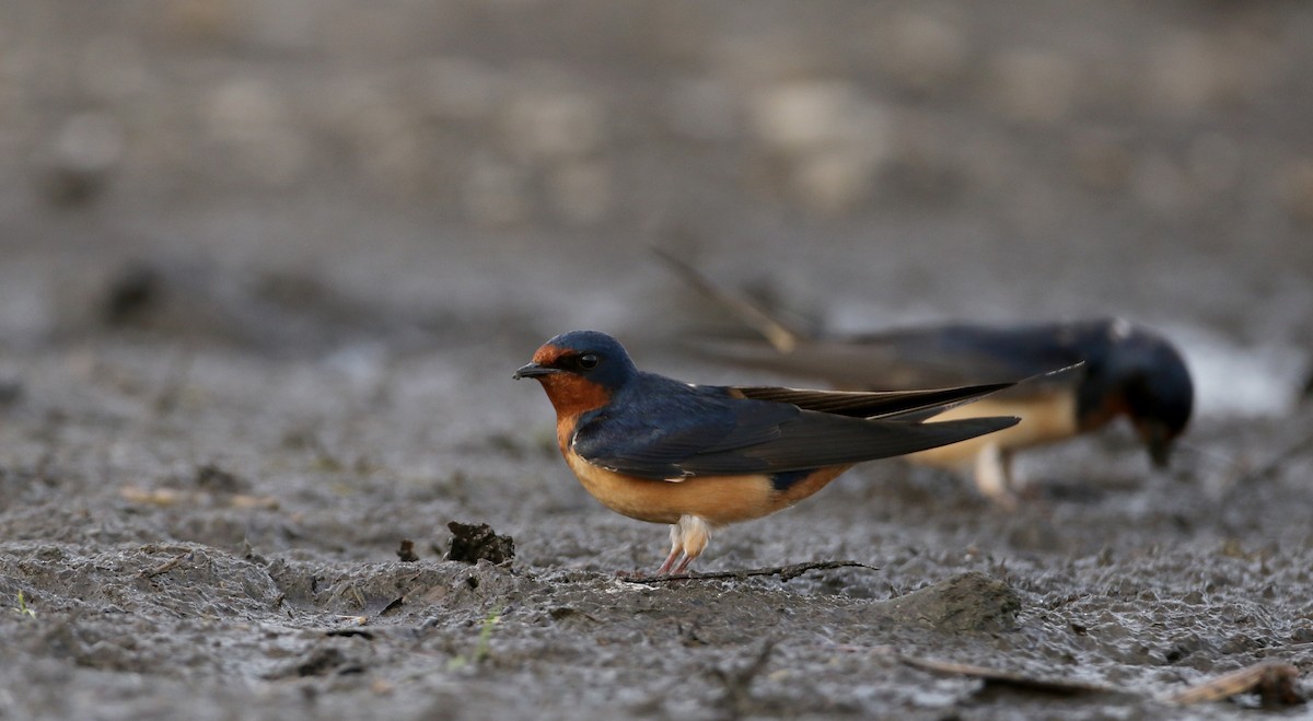 Hirondelle rustique (erythrogaster) - ML60430221