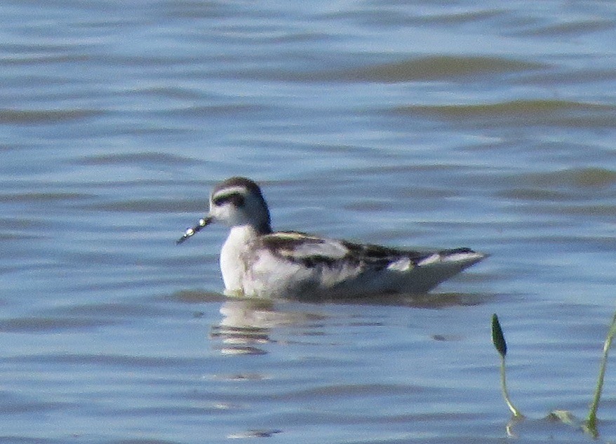 Red-necked Phalarope - Ken Graves