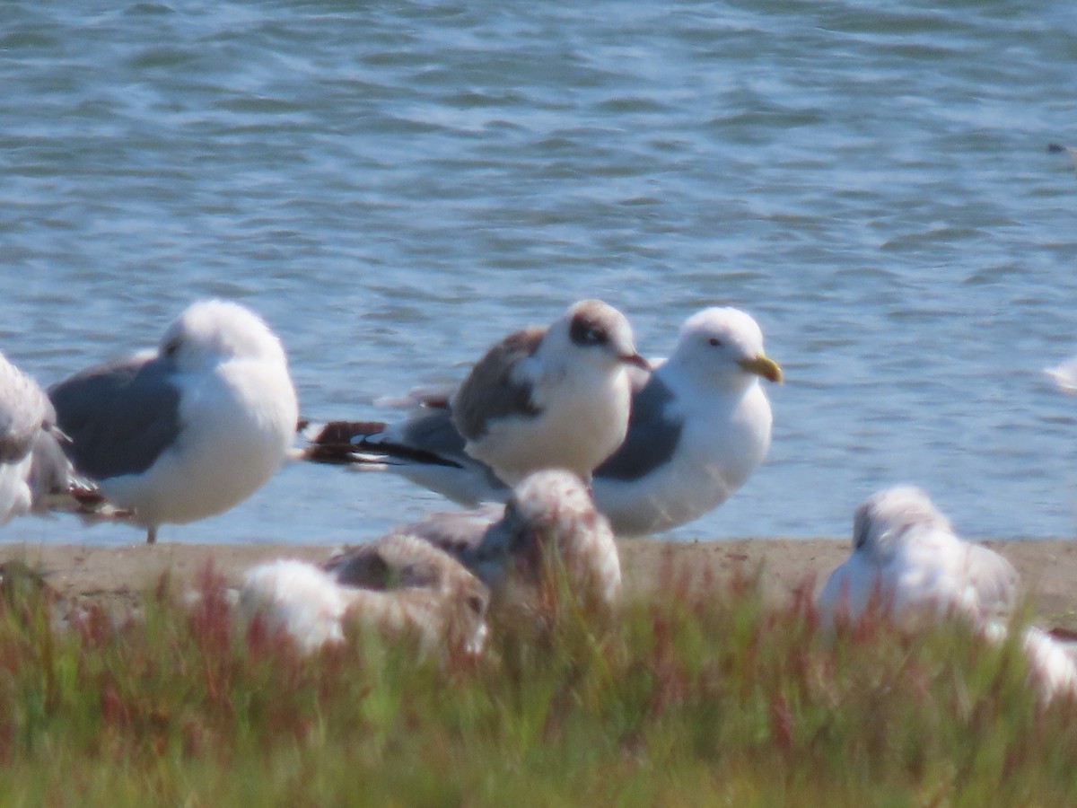 Franklin's Gull - ML604303461