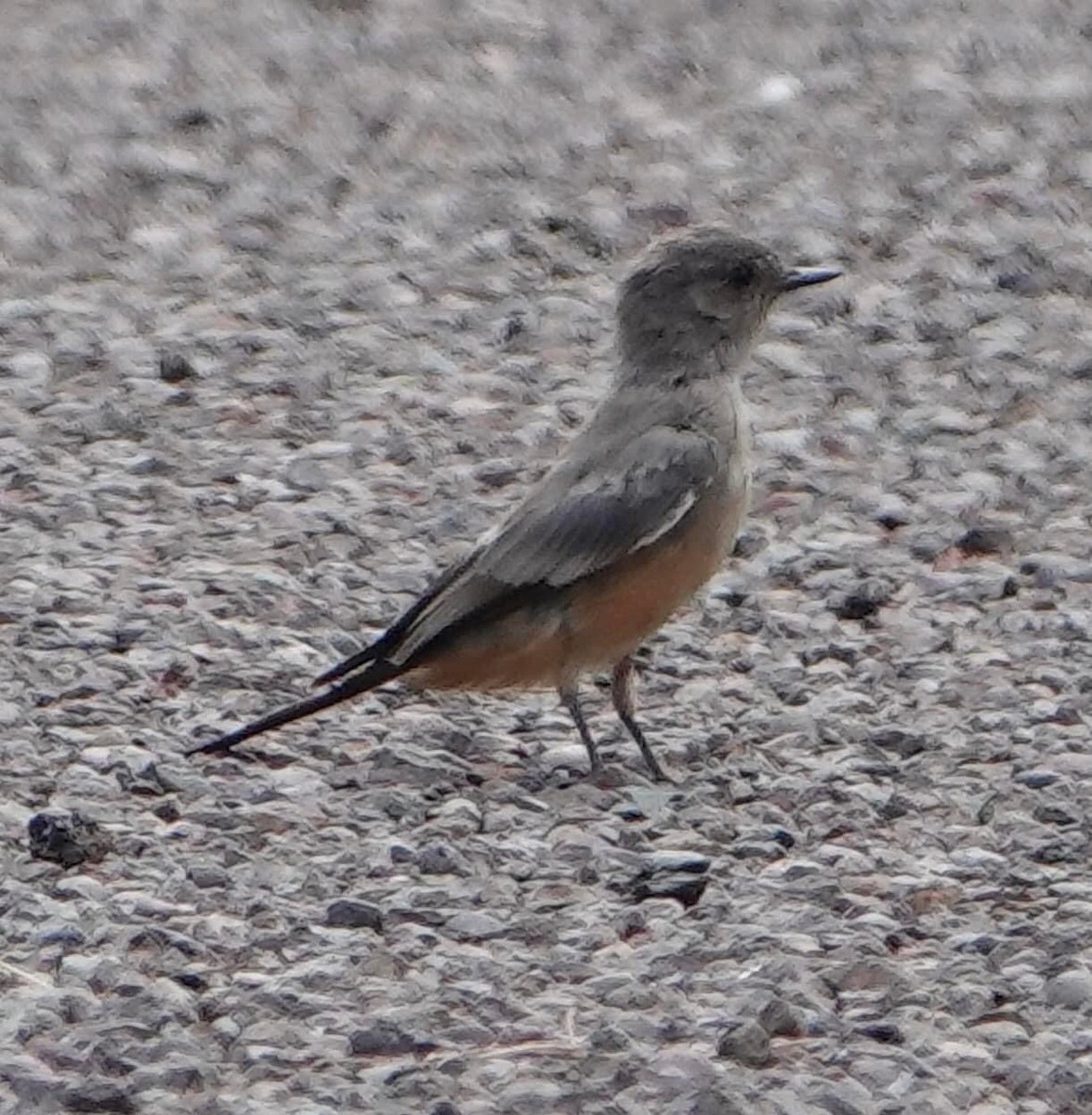 Say's Phoebe - ML604303561