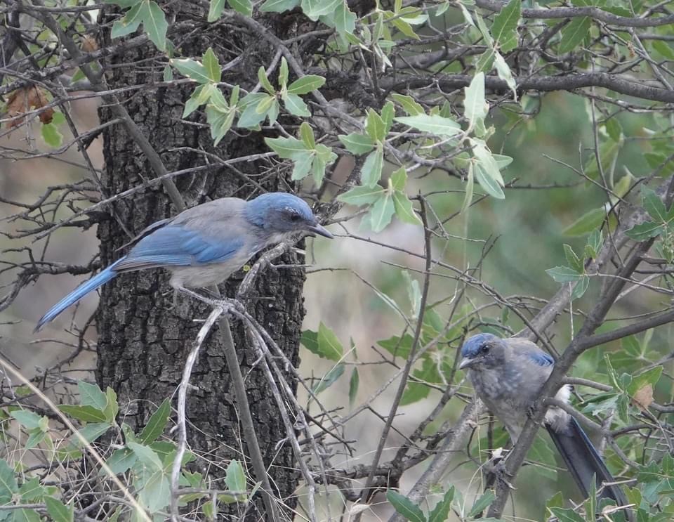 Woodhouse's Scrub-Jay - ML604303701