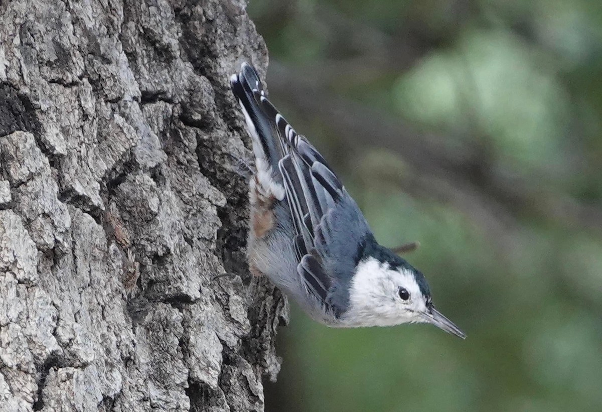 White-breasted Nuthatch - ML604303901