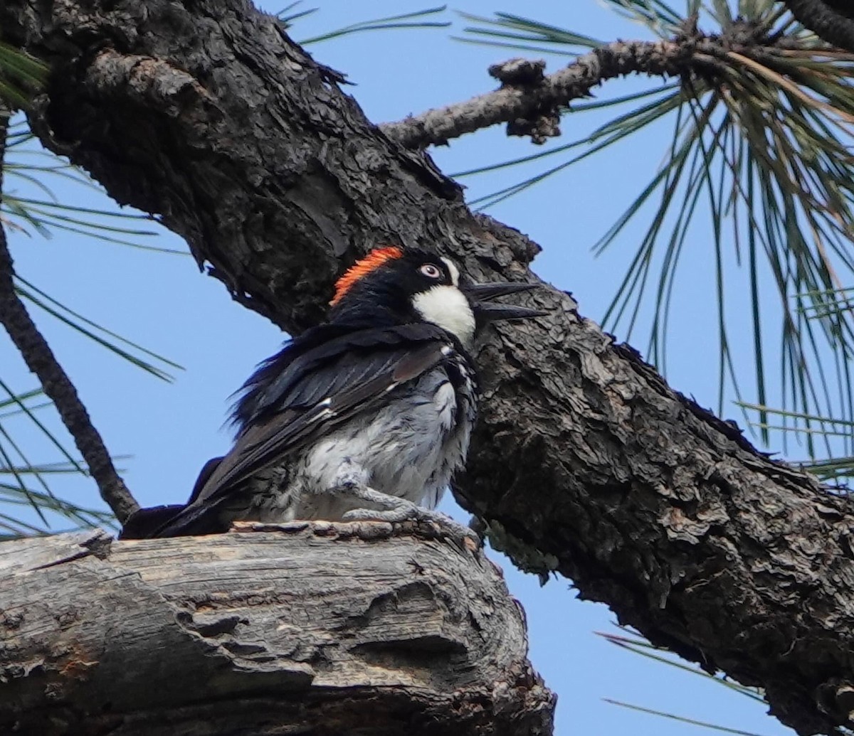 Acorn Woodpecker - ML604304261
