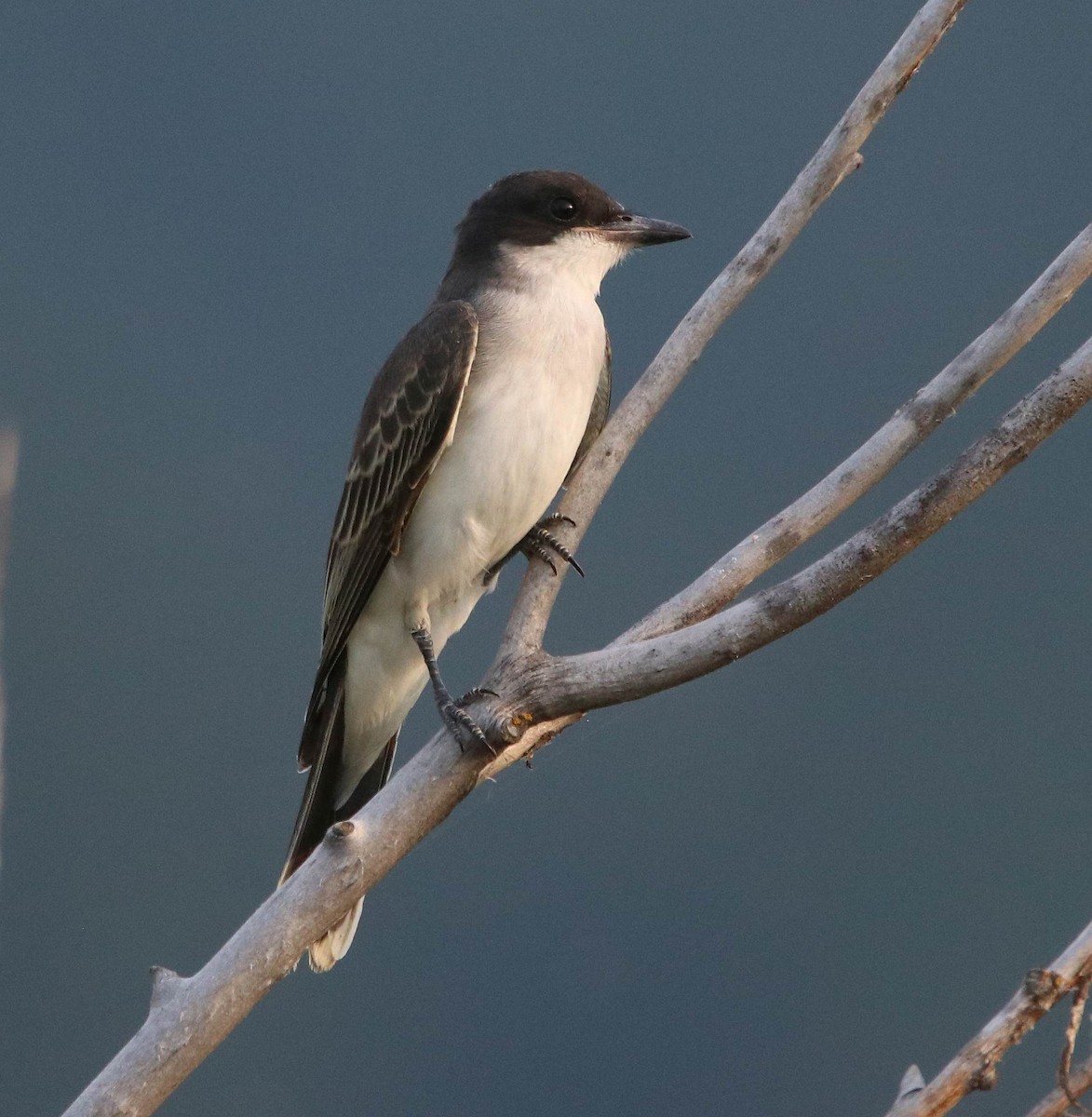 Eastern Kingbird - ML604305321