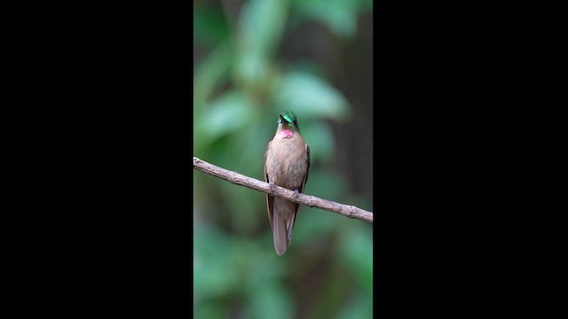 Fawn-breasted Brilliant - ML604305931